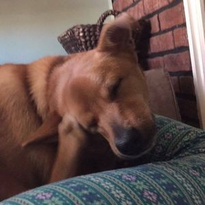 Meet your Posher, Alison